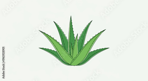 A stylized illustration of a vibrant green aloe vera plant with pointed leaves