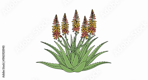 A stylized drawing of an aloe vera plant with five flowering stalks
