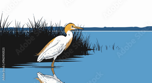 A white and orange bird stands in shallow blue water near reeds
