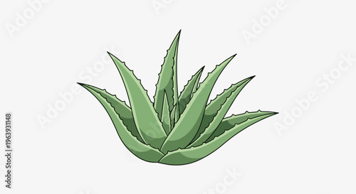 A stylized illustration of a green aloe vera plant with pointed leaves