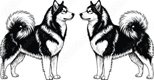 Detailed black and white husky dog engraving illustration pair standing symmetrical facing each other isolated on white background vintage style