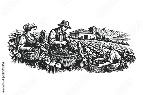 Classic woodcut vector illustration of a family harvesting grapes in a vineyard with traditional baskets and a rural villa in the background landscape.