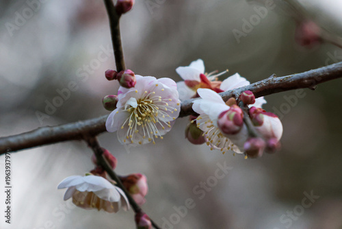 Blooming plum blossoms at Dazaifu Tenmangu Shrine