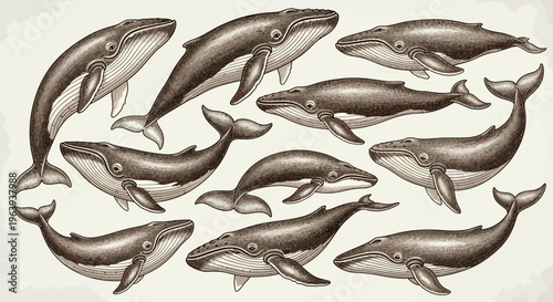 Vintage Style Whale Illustration Collection