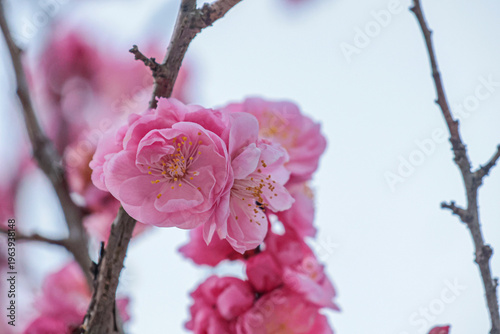 Spring plum blossoms at Dazaifu Tenmangu Shrine