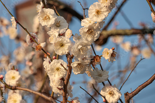 Plum blossoms scenery at Dazaifu Tenmangu Shrine