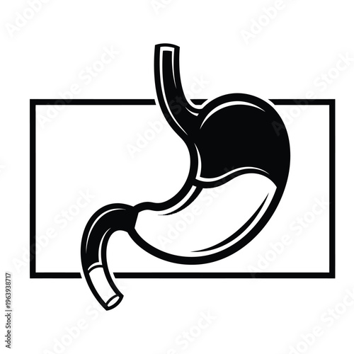 Illustration of vector stomach anatomy with esophagus and intestine