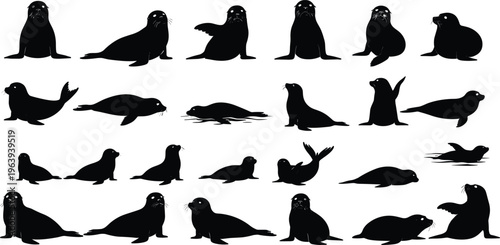 Black seal silhouettes in various poses, swimming, resting, and playful, isolated vector animals, marine wildlife, ocean creatures, sea mammals on white background.