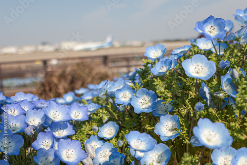 Blue nemophila flowers in Osaka Japan