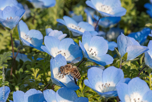 Nemophila flowers in Osaka in March