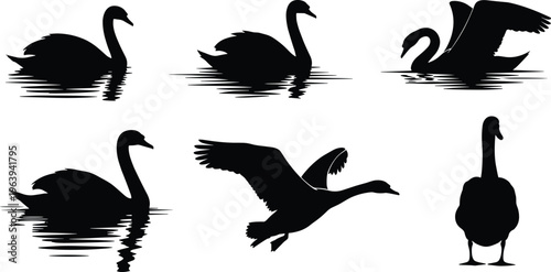 Black swan silhouettes, water reflections, flying swan, swimming birds, nature wildlife, lake animals, elegant birds, bird vector, graceful 