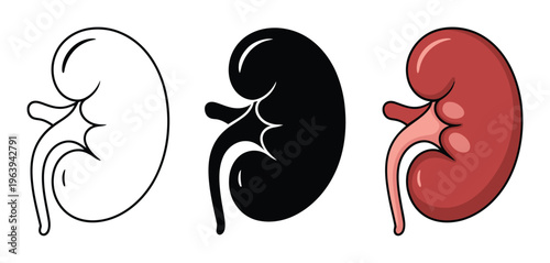 Three Stylized of a Human Kidney: Outline, Silhouette, and Color