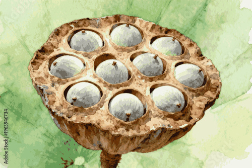 Brown Pod Dried Lotus Pod isolated watercolor vector illustration svg