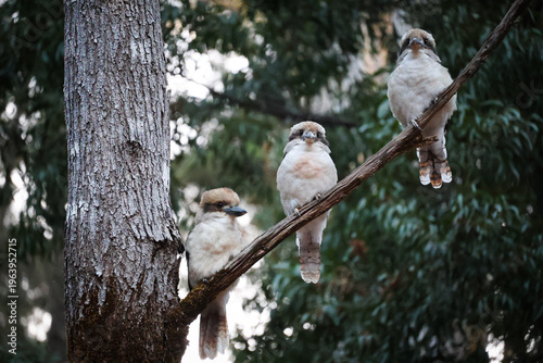 Fotografie kookaburra by three
