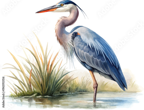 Watercolor Heron Painting, Tall Water Bird, illustration isolated on white background