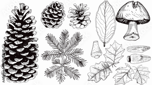Botanical illustration of pine cones, leaves, needles, mushroom, and acorns in black and white