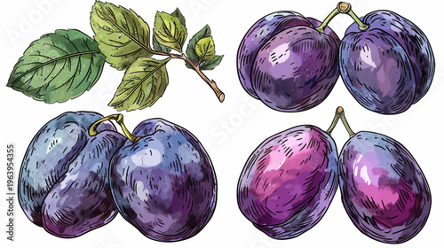 Watercolor-style illustration of plums and a branch with leaves on a white background