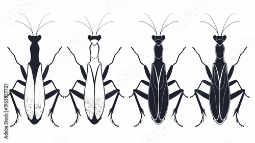 Insect sketches showing different color and texture patterns on a white background