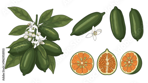 Detailed botanical illustration of finger lime fruit showing a branch with flowers whole fruits and sliced sections with caviar pearls.