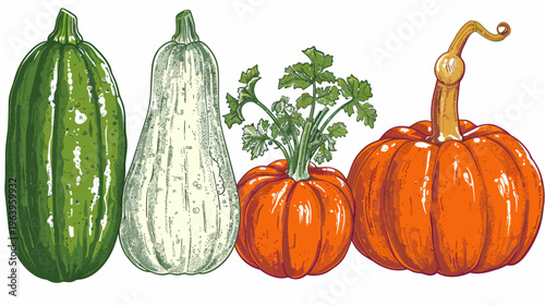Four diverse squash, one adorned with a sprig of parsley, illustrated with line art