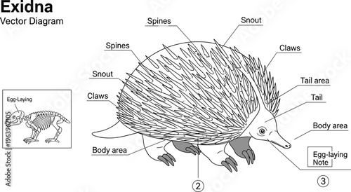Echidna Anatomy Vector Diagram with Labeled Body Parts, Spines, Snout, Claws, Educational Zoology Illustration and Australian Wildlife Study Design