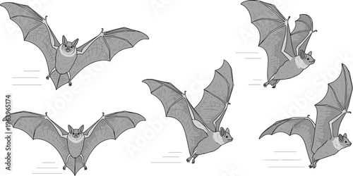 Flying Bat Illustration Set with Different Wing Positions and Motion Poses, Detailed Nocturnal Animal Collection for Halloween Design and Vector Artwork