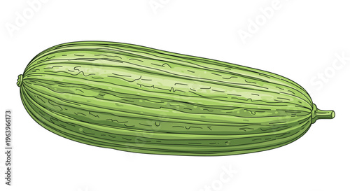 Detailed illustration of a single elongated green cucumber, featuring subtle ridges along its body, ready for slicing or snacking, on a white background.