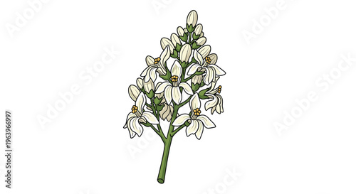 Delicate botanical illustration of a moringa flower cluster, featuring numerous small white blossoms with hints of yellow, arranged on a green stem.