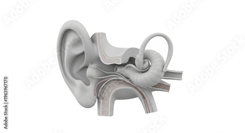 Anatomical illustration of the human ear's internal structure, detailing the cochlea and semicircular canals for hearing and balance