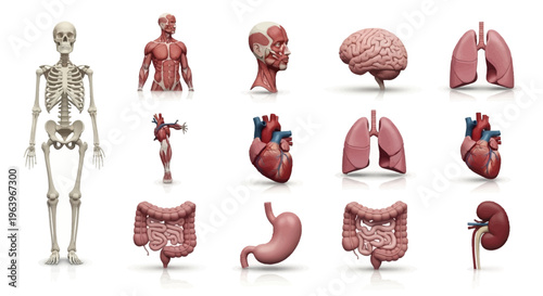 Human Anatomy Collection Skeletal, Muscular, and Organ Systems Illustrated