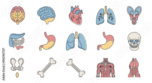 Set of internal human body organ icons in flat style for medical and science representation