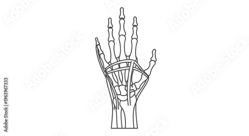 Anatomical illustration of the human hand's skeletal and muscular structure, presented in a clean line art style for medical or educational purposes