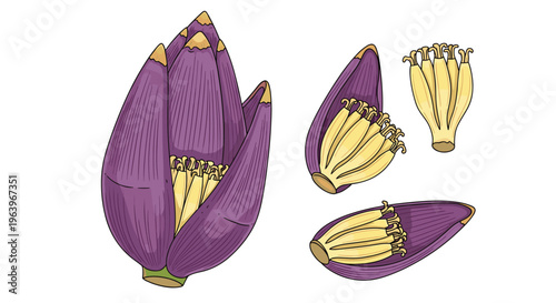Detailed botanical illustration of a banana blossom, showing a whole purple bud and its individual components, including stamens and petals.
