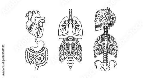 Line art illustrations of human anatomy, depicting heart, lungs, digestive system, and skeletal structure, perfect for medical education and scientific designs