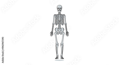 Anatomical human skeleton illustration standing full body view against a white background, a clear medical science educational graphic