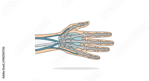 Detailed anatomical illustration of a human hand, showcasing the complex skeletal framework and the intricate network of superficial veins, vital for medical education and biological understanding