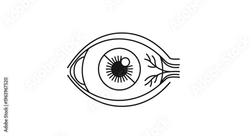 Precision line art illustration of the human eye's anatomical structure, depicting the iris, pupil, and optic connections, ideal for vision care and medical graphics