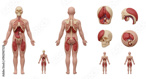 Anatomical illustration of the human hand's intricate network of arteries, veins, and tendons, highlighting key structures for medical and educational purposes