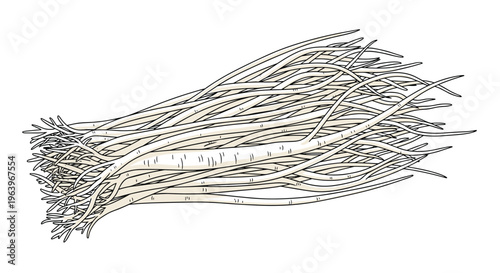 Detailed illustration of a fresh bunch of spring onions, also known as green onions, with their slender white bases and long green tops tied together, on a white background.