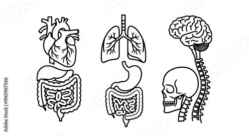 Medical Icons Representing Human Anatomy Organs, Skeletal System, Musculature, and Sensory Organs