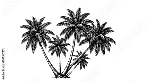 Black and White Illustration of Palm Trees Against a White Background
