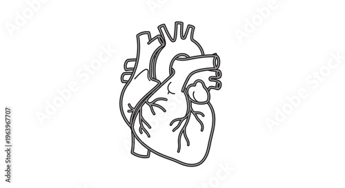 Essential Human Anatomy Vector Icon Set Featuring Detailed Illustrations of Internal Organs, Skeletal System, Musculature, and Sensory Body Parts