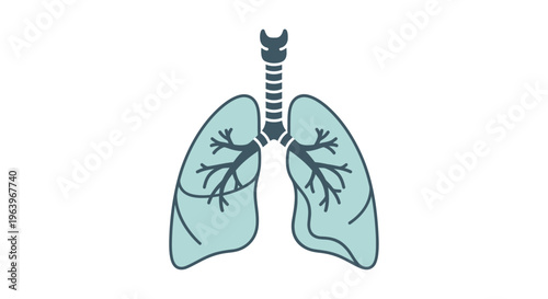 Illustration of the human respiratory system, depicting the lungs and trachea, a vital organ for breathing and gas exchange within the body