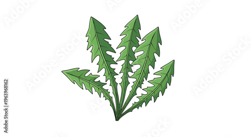 Rustic illustration of a cluster of dandelion leaves, showcasing their distinctively serrated edges and vibrant green color, on a white background.