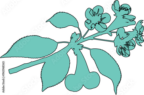 This is a highly simplified, two-color line drawing of a flowering cherry (Prunus) twig—showing both blossom clusters and the developing fruit.