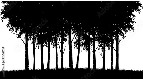 Silhouette of tall trees at dusk with soft backlight and misty atmosphere