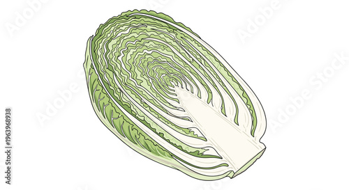 Detailed cross-section illustration of a Chinese cabbage, cut in half to reveal its densely packed, pale green and white layers, on a white background.