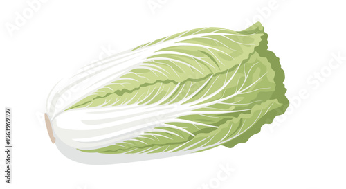 Detailed illustration of a whole Chinese cabbage, also known as napa cabbage, showcasing its elongated shape and pale green and white leaves, on a white background.