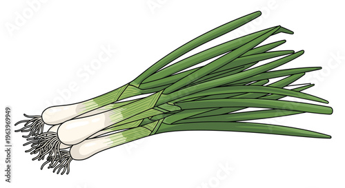 Vibrant illustration of a fresh bunch of spring onions, also known as green onions, with their white bases and long green leafy tops tied together, on a white background.