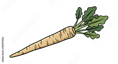Detailed illustration of a single fresh parsnip, showcasing its long, tapered creamy white root and a crown of small green leaves, on a white background.